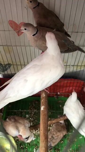 Chim cu gáy Pháp Nhật Trắng Nâu 6 con. Mua bán Chim tại Quận Tân Phú Tp Hồ Chí Minh được đăng bởi linh cu gáy hình 1