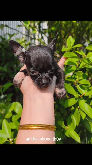 Chó Chihuahua mini đen phong thủy. Mua bán Chó tại Quận 8 Tp Hồ Chí Minh được đăng bởi Chihuahua nhà ZoZo hình 1
