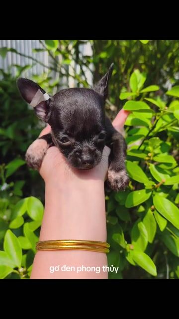 Chó Chihuahua mini đen phong thủy. Mua bán Chó tại Quận 8 Tp Hồ Chí Minh được đăng bởi Chihuahua nhà ZoZo hình 1