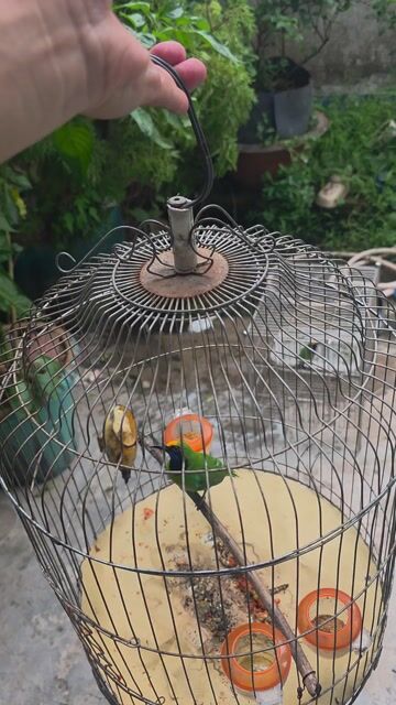 Thanh tước và sáo đen. Mua bán Chim tại Thành phố Thủ Đức Tp Hồ Chí Minh được đăng bởi quang hình 1