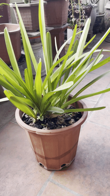 Phong lan Kiếm Lô Hội Xanh lá. Mua bán Cây cảnh, đồ trang trí tại Quận Hoàn Kiếm Hà Nội được đăng bởi Đỗ Mỹ Bình hình 1