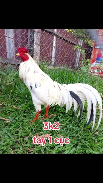 Gà Bướm Trắng. Mua bán Gà tại Thành phố Trà Vinh Trà Vinh được đăng bởi Huy hình 1