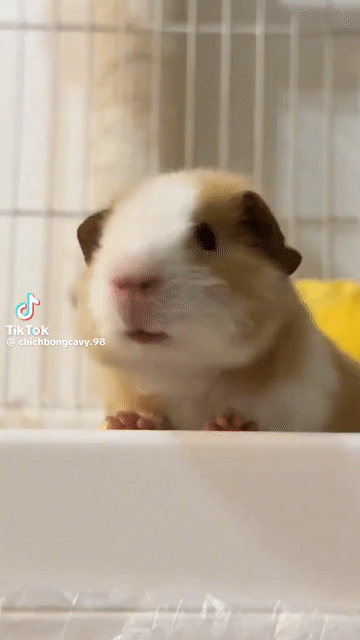Chuột lang Vàng trắng, trắng đen. Mua bán Thú cưng khác tại Quận Đống Đa Hà Nội được đăng bởi Bảo Yến  hình 1