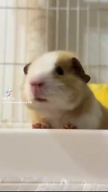 Chuột lang Vàng trắng, trắng đen. Mua bán Thú cưng khác tại Quận Đống Đa Hà Nội được đăng bởi Bảo Yến  hình 1