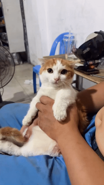 Meo chân lùn đáng iuu🐱. Mua bán Mèo tại Quận Long Biên Hà Nội được đăng bởi Văn Nam hình 1