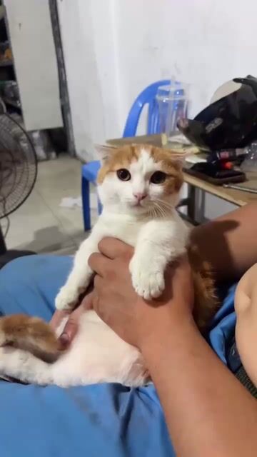 Meo chân lùn đáng iuu🐱. Mua bán Mèo tại Quận Long Biên Hà Nội được đăng bởi Văn Nam hình 1