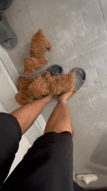 Chó Poodle nâu đỏ, size toy thuần chủng. Mua bán Chó tại Quận Bình Tân Tp Hồ Chí Minh được đăng bởi Tùng Táo Tợn hình 1