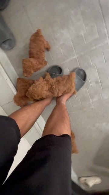 Chó Poodle nâu đỏ, size toy thuần chủng. Mua bán Chó tại Quận Bình Tân Tp Hồ Chí Minh được đăng bởi Tùng Táo Tợn hình 1