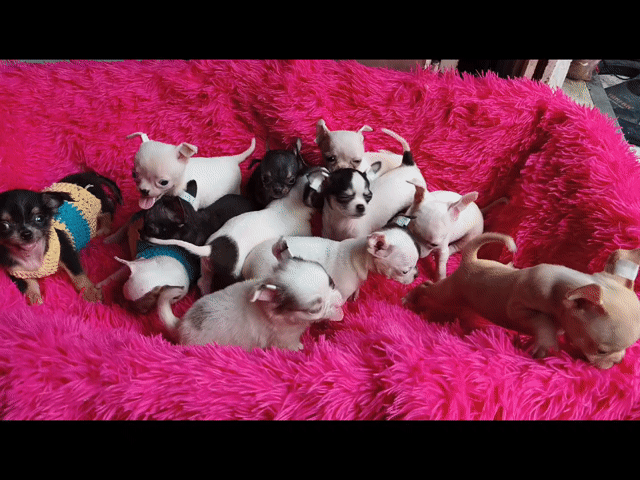 Chó Chihuahua Đủ màu. Mua bán Chó tại Quận 8 Tp Hồ Chí Minh được đăng bởi ZoZo House Chihuahua hình 1