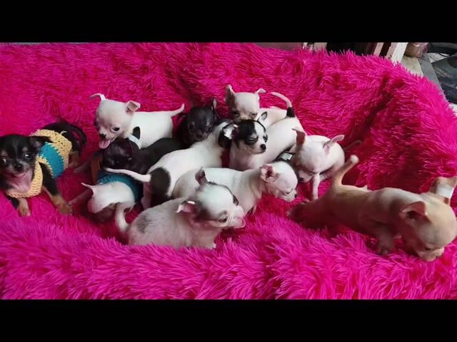 Chó Chihuahua Đủ màu. Mua bán Chó tại Quận 8 Tp Hồ Chí Minh được đăng bởi ZoZo House Chihuahua hình 1