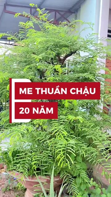 Cây cảnh Me bonsai 1m5 Khỏe mạnh. Mua bán Cây cảnh, đồ trang trí tại Huyện Trảng Bom Đồng Nai được đăng bởi Duong Anh Phuong hình 1