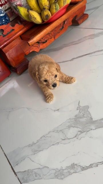 Poodle teacup nâu mơ 1 tháng tuổi. Mua bán Chó tại Huyện Cần Giuộc Long An được đăng bởi Lusi hình 1