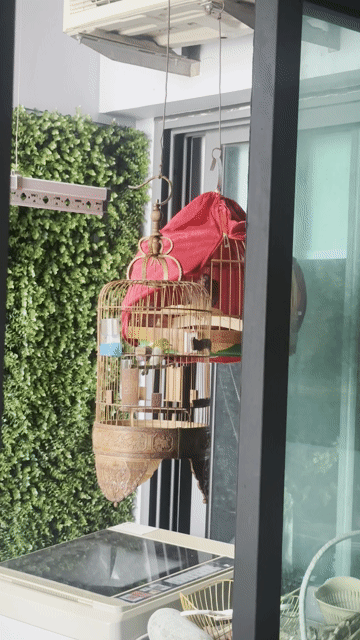Chim cảnh trống gần 1 năm hót chuyện. Mua bán Chim tại Quận Hoàng Mai Hà Nội được đăng bởi Tuấn hình 1