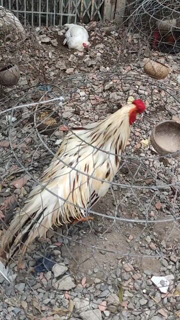 gà bướm lưỡng  nhãn Việt rặc. Mua bán Gà tại Quận 10 Tp Hồ Chí Minh được đăng bởi Khoi hình 1