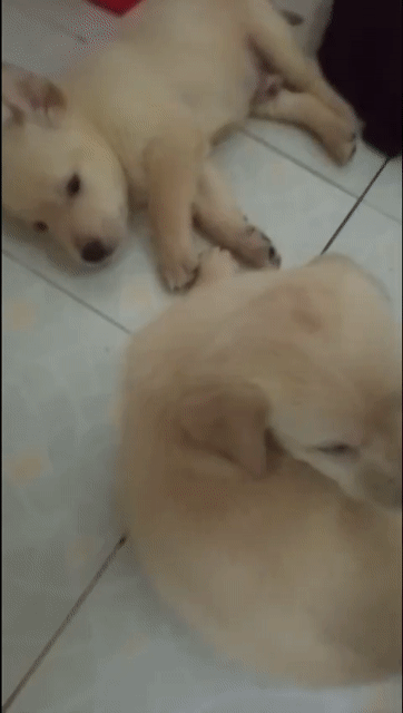 Chó Labrador Đực Vàng 1.5 tháng. Mua bán Chó tại Quận Thanh Khê Đà Nẵng được đăng bởi Trần Mỹ Ngọc hình 1