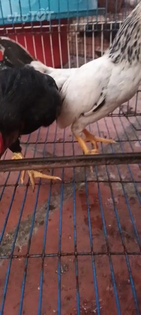 Gà cảnh Đen trắng Cả hai. Mua bán Gà tại Thành phố Thủ Đức Tp Hồ Chí Minh được đăng bởi Phạm Trường hình 1