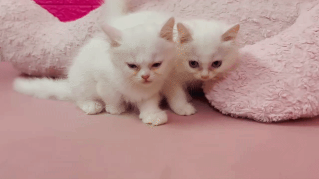 Mèo Anh Cái Trắng Gần 2 tháng. Mua bán Mèo tại Thành phố Thủ Đức Tp Hồ Chí Minh được đăng bởi Thanh Thanh hình 1