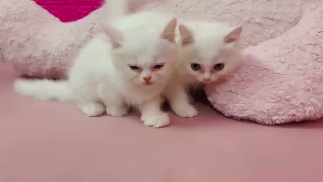 Mèo Anh Cái Trắng Gần 2 tháng. Mua bán Mèo tại Thành phố Thủ Đức Tp Hồ Chí Minh được đăng bởi Thanh Thanh hình 1