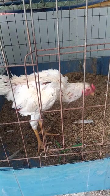 Gà Thái Mỹ trống màu Trắng. Mua bán Gà tại Quận Ninh Kiều Cần Thơ được đăng bởi gà lông  hình 1