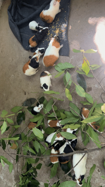 Bọ ú Baby Đa sắc. Mua bán Thú cưng khác tại Huyện Bàu Bàng Bình Dương được đăng bởi ynnn hình 1