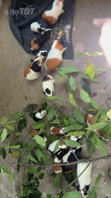 Bọ ú Baby Đa sắc. Mua bán Thú cưng khác tại Huyện Bàu Bàng Bình Dương được đăng bởi ynnn hình 1