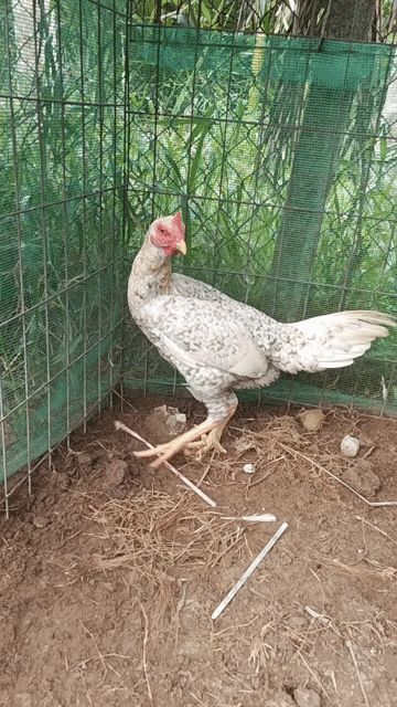 Gà mái cứu siêu Thái 2kg hơn. Mua bán Gà tại Quận Ô Môn Cần Thơ được đăng bởi ga đá base hình 1