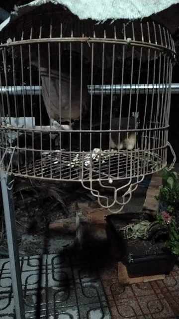 Chim cu gáy Đen trắng. Mua bán Chim tại Huyện Trảng Bom Đồng Nai được đăng bởi Nguyễn Hung Viet hình 1