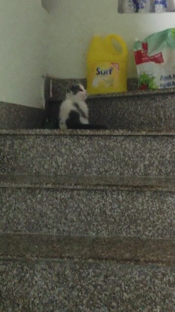 Mèo lùn đực Bicolor lông ngắn. Mua bán Mèo tại Quận Phú Nhuận Tp Hồ Chí Minh được đăng bởi Mie hình 1