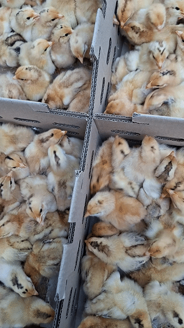 Gà ta thả vườn 1-30 ngày tuổi đã tiêm. Mua bán Gà tại Quận 12 Tp Hồ Chí Minh được đăng bởi Lê Thị Hảo hình 1