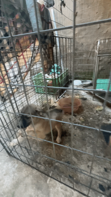 Chó Nhật lai không xác định. Mua bán Chó tại Thành phố Thuận An Bình Dương được đăng bởi Nam hình 1