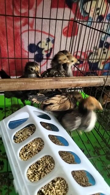 Gà vảy cá 1 tháng tuổi. Mua bán Gà tại Huyện Hóc Môn Tp Hồ Chí Minh được đăng bởi Hoàng Ngọc Bà Điểm  Hóc Môn  hình 1