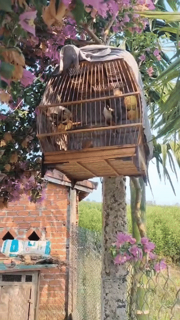 Chim chào mào Đắk Lắk Gần 4 mùa. Mua bán Chim tại Huyện Krông Pắc Đắk Lắk được đăng bởi huy hình 1