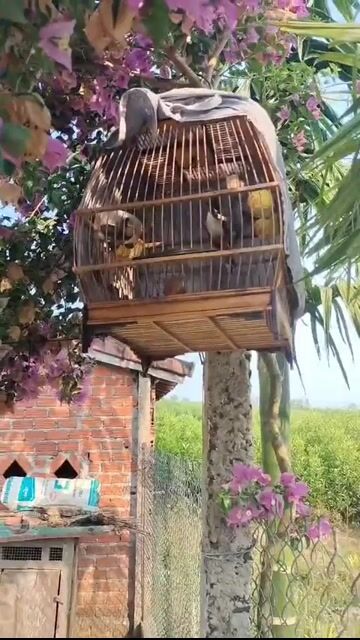 Chim chào mào Đắk Lắk Gần 4 mùa. Mua bán Chim tại Huyện Krông Pắc Đắk Lắk được đăng bởi huy hình 1