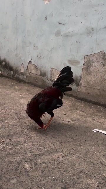 Gà Que jap mỹ chân trắng 1kg3 cản mái. Mua bán Gà tại Quận 12 Tp Hồ Chí Minh được đăng bởi Văn Quí hình 1