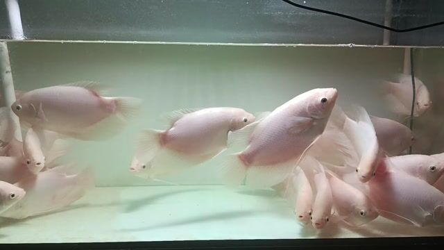 Cá phát tài size 24-25 cm. Mua bán Thú cưng khác tại Quận 12 Tp Hồ Chí Minh được đăng bởi phan minh khoa hình 1