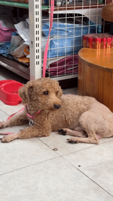 Cần tìm chủ cho bé Poodle 1 tuổi hơn, giống đực. Mua bán Chó tại Quận Gò Vấp Tp Hồ Chí Minh được đăng bởi Phạm Xuân Nguyễn hình 1