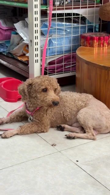 Cần tìm chủ cho bé Poodle 1 tuổi hơn, giống đực. Mua bán Chó tại Quận Gò Vấp Tp Hồ Chí Minh được đăng bởi Phạm Xuân Nguyễn hình 1