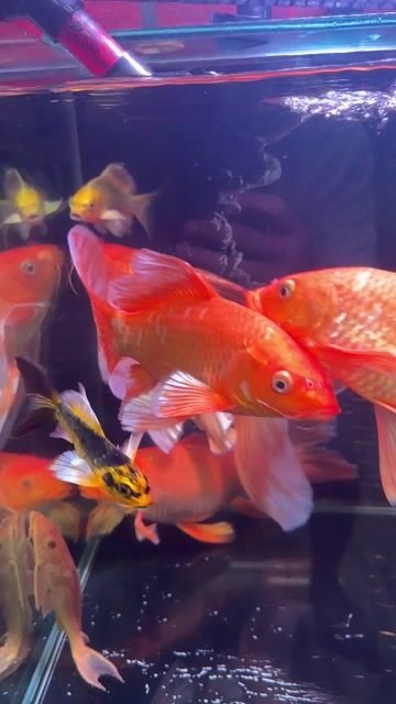 Cá vàng sư tử cam 30cm. Mua bán Thú cưng khác tại Huyện Bình Chánh Tp Hồ Chí Minh được đăng bởi TrungGiang PrintShop hình 1
