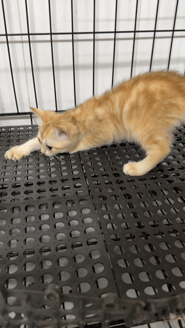Mèo ALN Cái Golden, Silver 3 tháng. Mua bán Mèo tại Thành phố Thuận An Bình Dương được đăng bởi Khả Ái hình 1