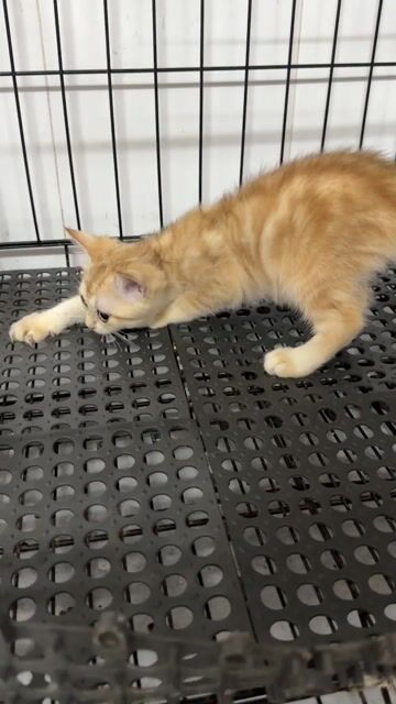 Mèo ALN Cái Golden, Silver 3 tháng. Mua bán Mèo tại Thành phố Thuận An Bình Dương được đăng bởi Khả Ái hình 1