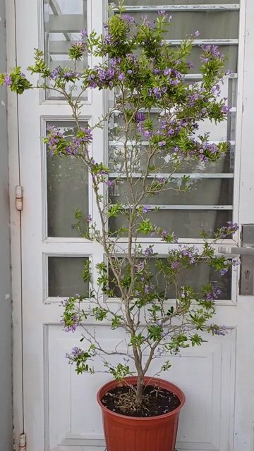 Linh sam siêu bông dáng văn nhân đầy hoa nụ 1m5. Mua bán Cây cảnh, đồ trang trí tại Quận Tân Bình Tp Hồ Chí Minh được đăng bởi Bonsai và Chậu xưa hình 1