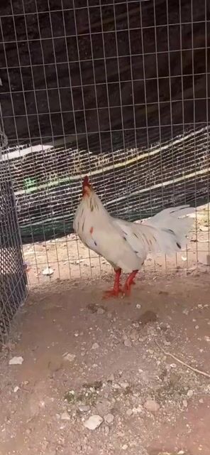 Gà chọi 3.4kg Trắng nâu Đực. Mua bán Gà tại Huyện Châu Đức Bà Rịa - Vũng Tàu được đăng bởi Nguyên quan truong hình 1