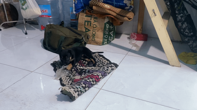 Cần tìm chủ yêu thương ,tặng không bán.... Mua bán Chó tại Thành phố Thủ Dầu Một Bình Dương được đăng bởi nguyen anh tuan hình 1
