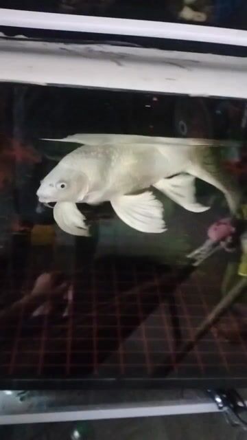 Cá chép phi tần Trắng 30cm. Mua bán Thú cưng khác tại Huyện Phú Tân An Giang được đăng bởi Hoàng Loan  hình 1