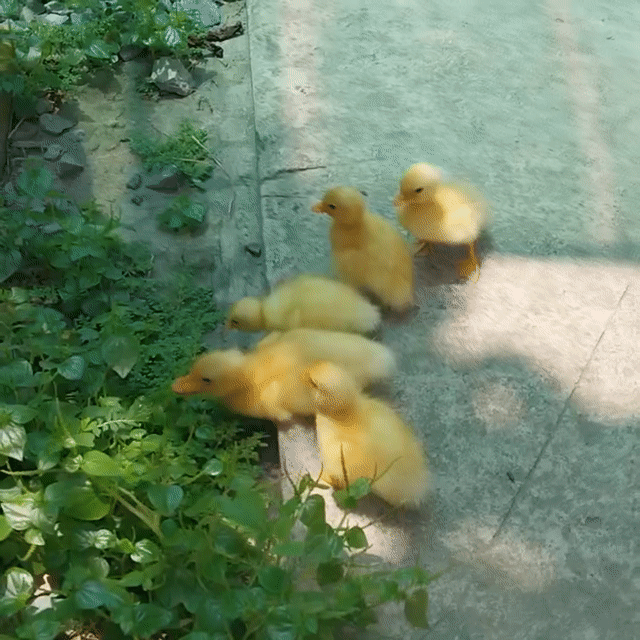 Vịt kiểng Callduck Mini. Mua bán Thú cưng khác tại Quận Bình Tân Tp Hồ Chí Minh được đăng bởi Nông Trại Xanh Phương Nam hình 1