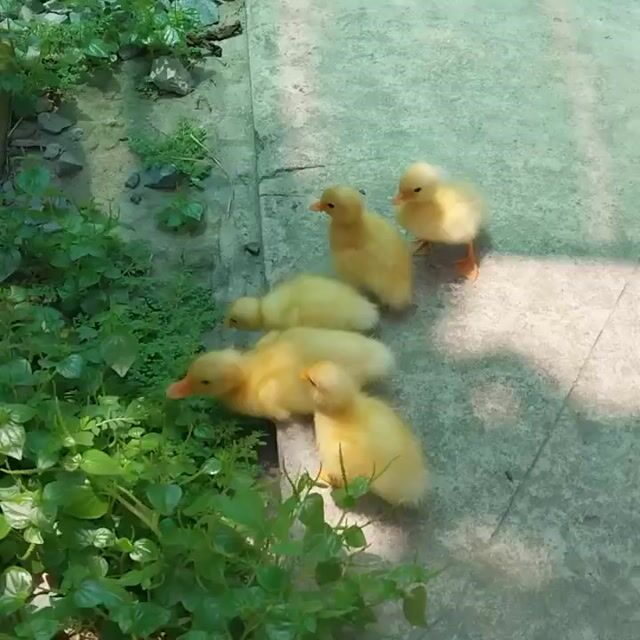 Vịt kiểng Callduck Mini. Mua bán Thú cưng khác tại Quận Bình Tân Tp Hồ Chí Minh được đăng bởi Nông Trại Xanh Phương Nam hình 1