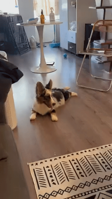 Chó Corgi Cardigan Cái Bluemerl. Mua bán Chó tại Quận 3 Tp Hồ Chí Minh được đăng bởi Như Ngọc Nguyễn hình 1