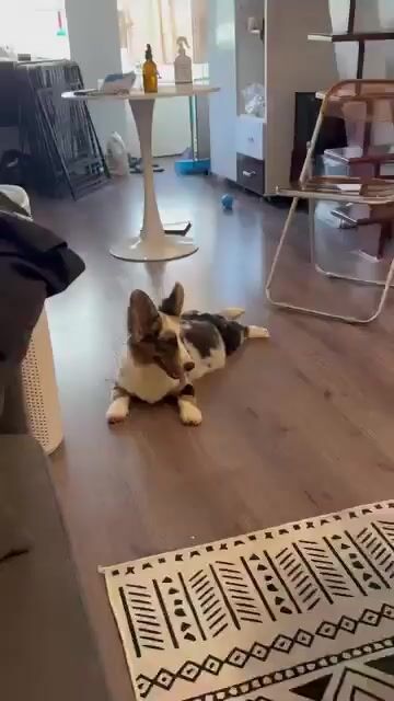 Chó Corgi Cardigan Cái Bluemerl. Mua bán Chó tại Quận 3 Tp Hồ Chí Minh được đăng bởi Như Ngọc Nguyễn hình 1