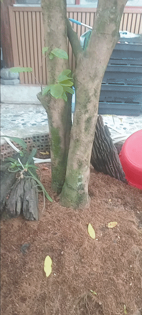 Mai vàng. Mua bán Cây cảnh, đồ trang trí tại Huyện Hóc Môn Tp Hồ Chí Minh được đăng bởi Như Lê hình 1