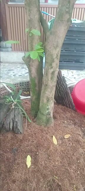 Mai vàng. Mua bán Cây cảnh, đồ trang trí tại Huyện Hóc Môn Tp Hồ Chí Minh được đăng bởi Như Lê hình 1